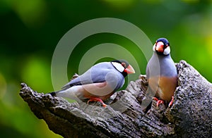 Java sparrow birds photo