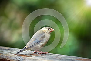 Java sparrow