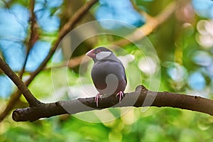 Java Sparrow Lonchura Oryzivora