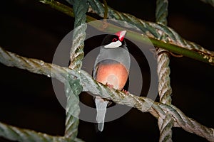 Java Sparrow Lonchura Oryzivora