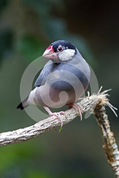 Java sparrow Lonchura oryzivora