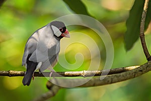 Java sparrow - Lonchura oryzivora