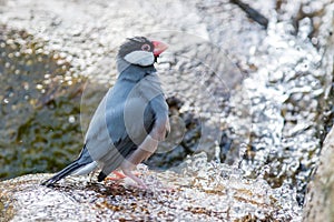 Java sparrow (Lonchura oryzivora)