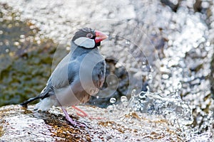 Java sparrow (Lonchura oryzivora)