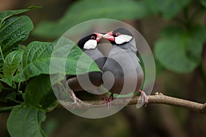 Java sparrow Lonchura oryzivora.