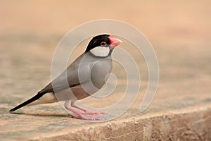 Java sparrow photo