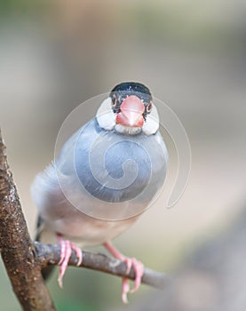 Java Sparrow (Lonchura oryzivora) bird