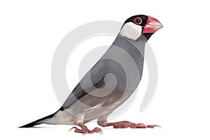 Java Sparrow - Padda oryzivora