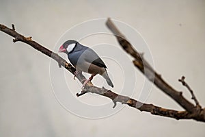 The Java Sparrow (Padda oryzivora).