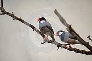 The Java Sparrow (Padda oryzivora).