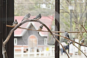 Java sparrow ( Padda oryzivora ).