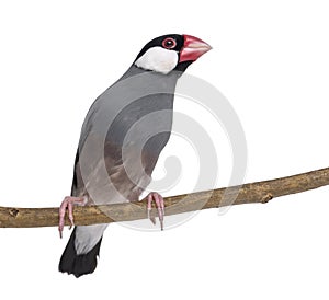 Java Sparrow perched on a branch and looking away