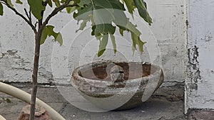 Java sparrow perched inside a water bowl under a tree, creating a tranquil wildlife scene