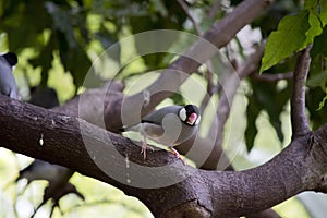 the java sparrow is perched in a tree