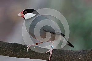 Java Sparrow (scientific name: Padda oryzivora), also known as the Java finch, Java rice sparrow, or Java rice bird.