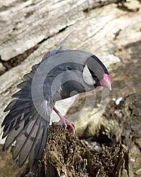 Java sparrow stretch