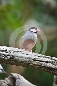a Java Sparrow take a rest on tree, one of pet bird