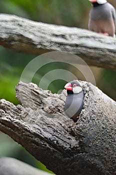 a Java Sparrow take a rest on tree, one of pet bird