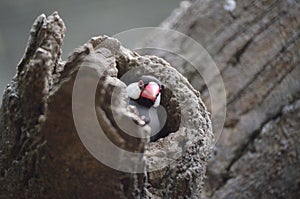 a Java Sparrow take a rest on tree, one of pet bird