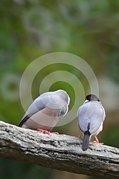 a Java Sparrow take a rest on tree, one of pet bird