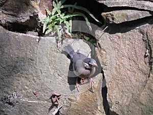 a Java Sparrow take a rest on tree, one of pet bird
