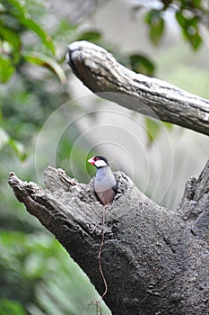 Java Sparrow in the tree hole