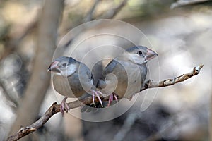 Java Sparrows