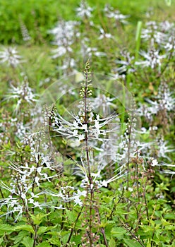 Java tea, Kidney Tea Plant, Cat`s Whiskers