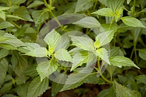 Java tea, Kidney Tea Plant, Cat's Whiskers