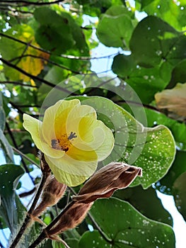Java Teak Leaf Flower
