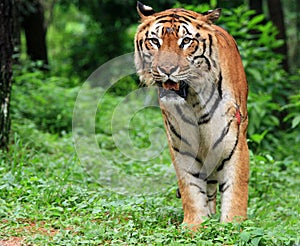 Java Tiger