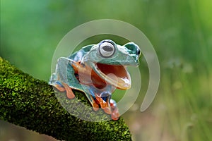 Java tree frog open mouth