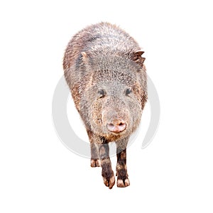 Javalina Peccary Pig Walking