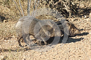 Javalinas