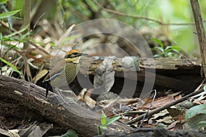 Javan banded pita couple closeup