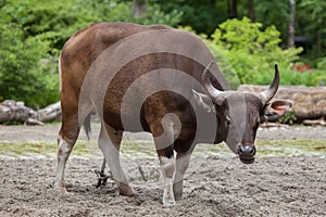 Javan banteng Bos javanicus