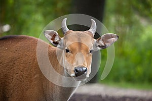 Javan banteng Bos javanicus