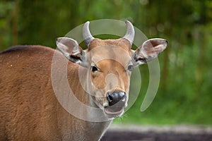 Javan banteng Bos javanicus