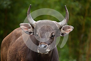 Javan banteng Bos javanicus