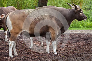 Javan banteng Bos javanicus