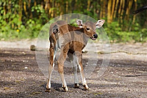 Javan banteng Bos javanicus, also known as the tembadau