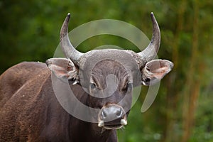 Javan banteng Bos javanicus photo