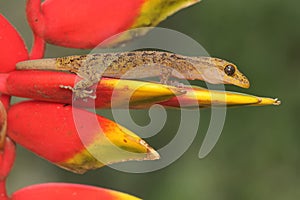 A javan bent-to-to-t-to gecko basking in a wild growing banana flower.