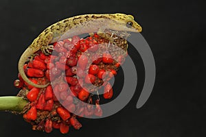 A Javan bent-toed gecko basking before starting his daily activities.