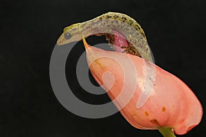 A Javan bent-toed gecko basking before starting his daily activities.