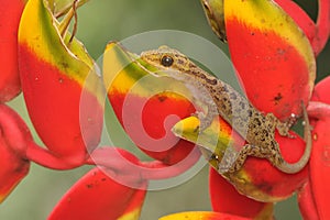 A Javan bent-toed gecko basking before starting his daily activities.