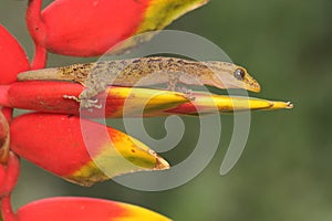 A Javan bent-toed gecko basking before starting his daily activities.