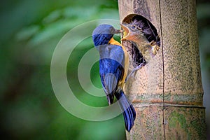 Javan blue flycatcher