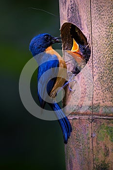 The Javan Blue Flycatcher is a bird endemic