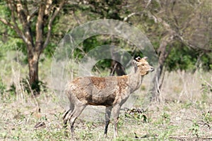 A Javan deer, Rusa timorensis in Baluran National Park, East Java, Indonesia